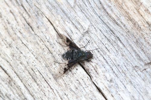Réf. 333 012 : Anthrax trifasciatus